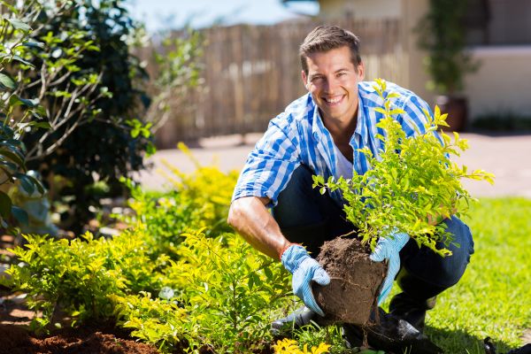 Bush Planting Service in Wexford