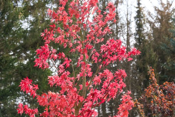Japanese Maple Planting in Wexford