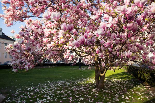 Magnolia Tree Planting in Wexford