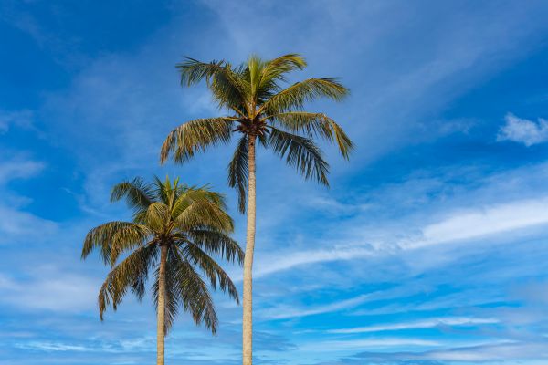 Palm Tree Planting in Wexford
