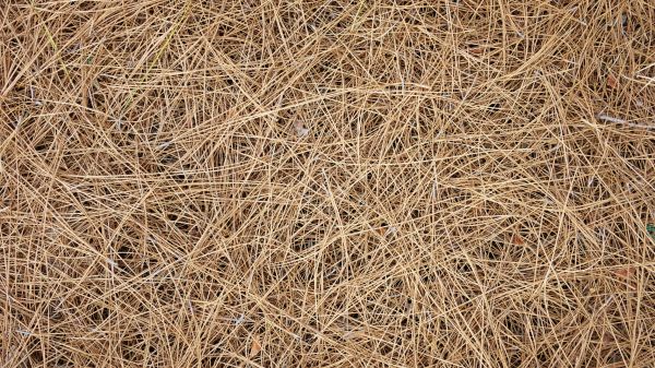 Pine Needles Delivery in Wexford