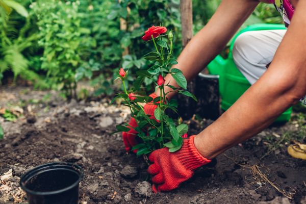 Planting Service in Wexford