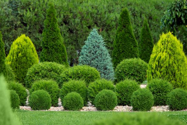 Shrub Installation in Wexford