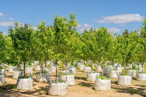 Tree Planting Service in Wexford