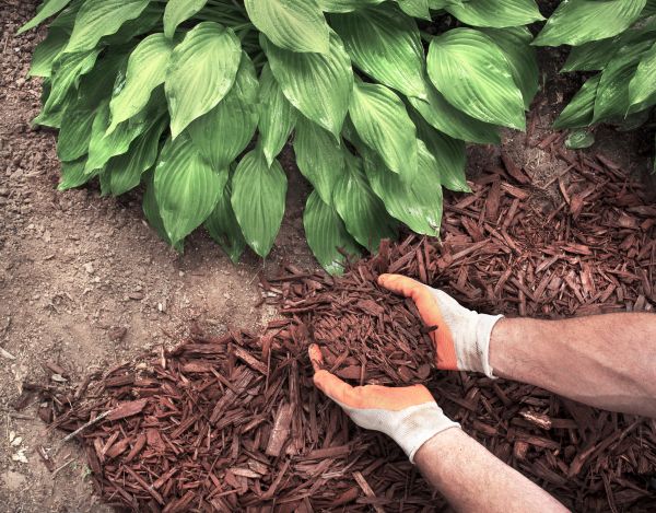 Shredded Mulch Service in Wexford