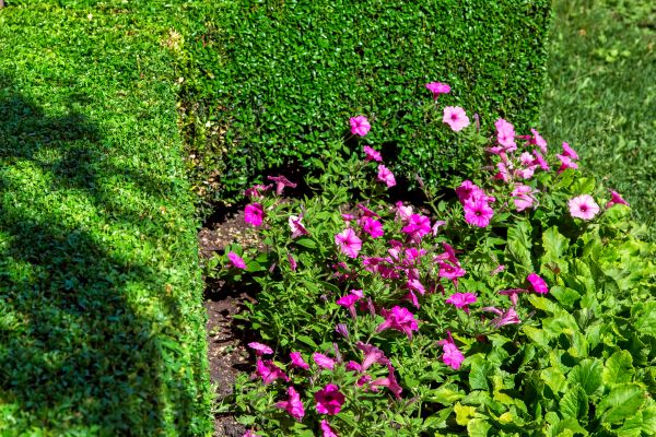 Softscaping Service in Wexford