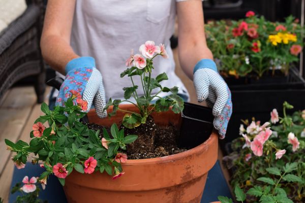 Plant Care Service in Wexford