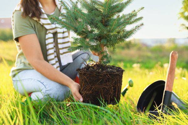 Spruce Tree Planting in Wexford