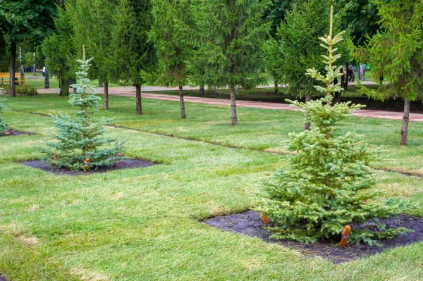 Privacy Trees Planting in Wexford