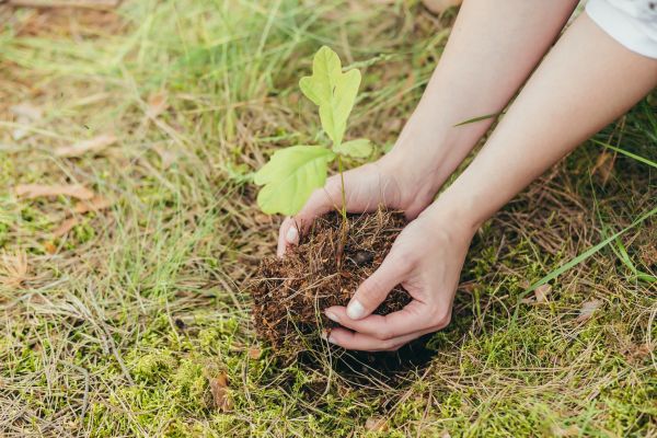 Oak Tree Planting in Wexford