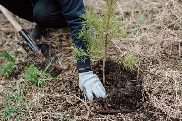 Pine Tree Planting in Wexford