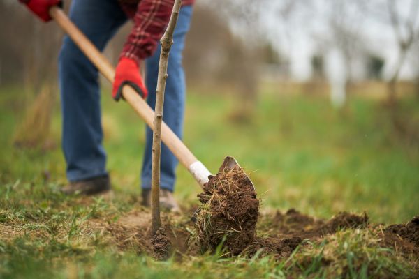 Trees Planting in Wexford