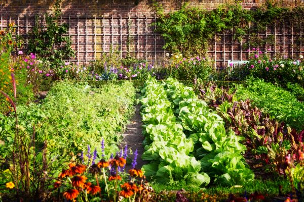 Garden Planting Service in Wexford