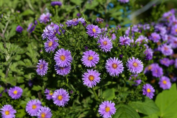 Perennial Flower Planting in Wexford