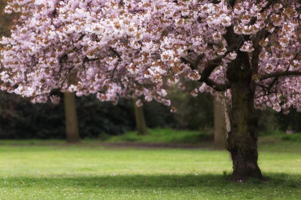 Cherry Tree Planting in Wexford