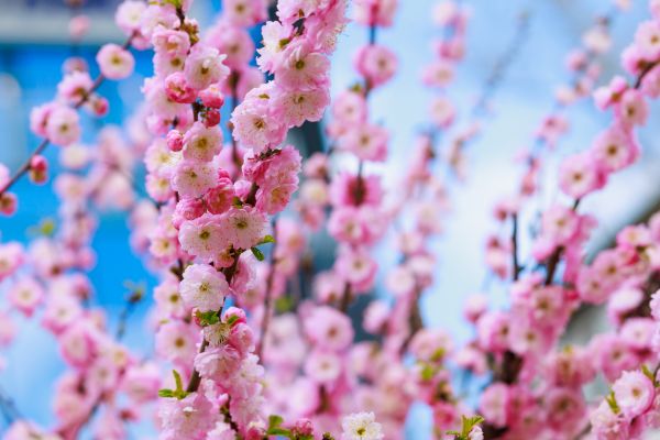 Japanese Cherry Tree Planting in Wexford
