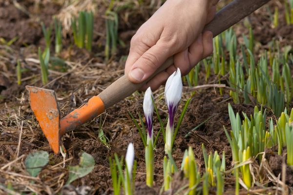 Flower Garden Weeding in Wexford