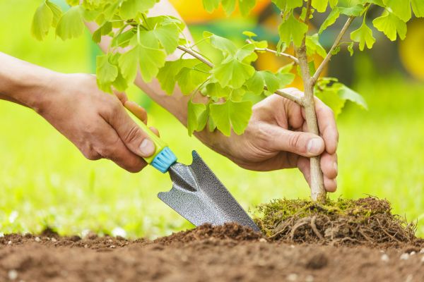 Fruit Tree Planting in Wexford