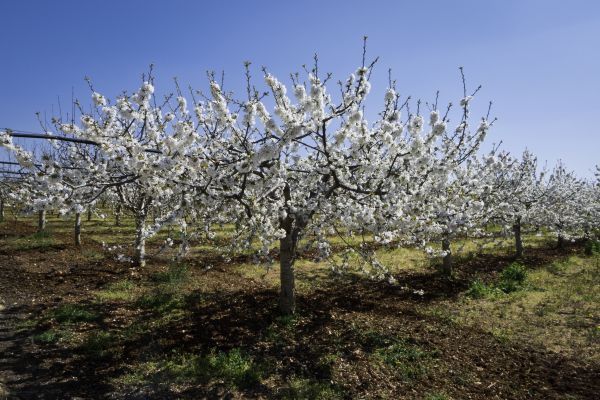 Orchard Planting in Wexford