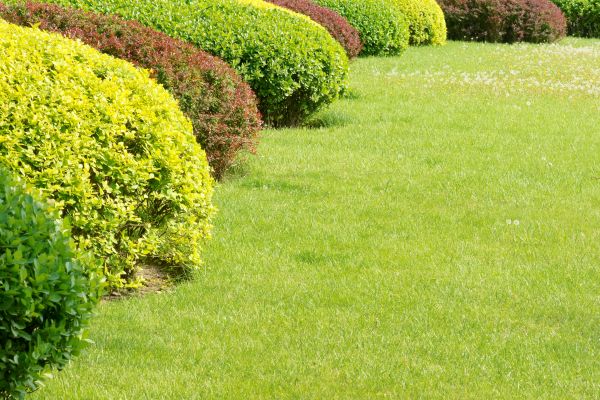 Shrubbery Planting in Wexford