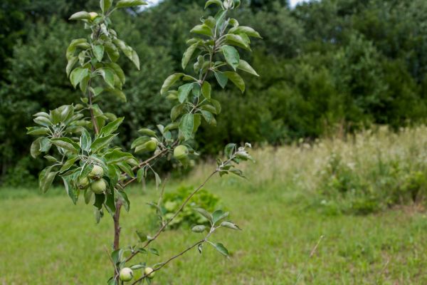 Apple Tree Planting in Wexford