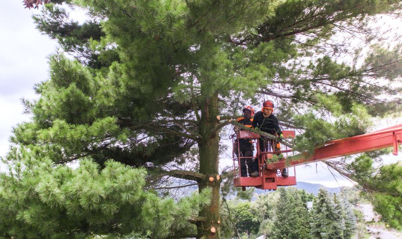 Arborist Pruning